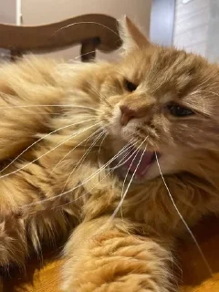 😛 emoji Чмоньки котятки Telegram sticker 6 of 51