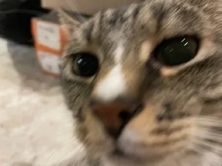 ☺️ emoji Чмоньки котятки Telegram sticker 20 of 51