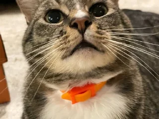 ⁉️ emoji Чмоньки котятки Telegram sticker 21 of 51