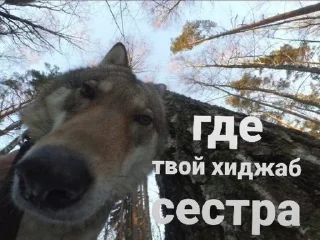 🧕 emoji На случай важных переговоров🤡 Telegram sticker 14 of 62