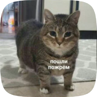 🦷 emoji Понски Telegram sticker 8 of 50