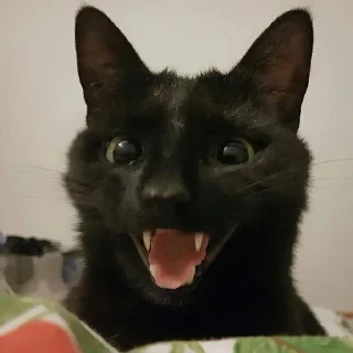 😃 emoji Oh my God, котямбры❤️ Telegram sticker 9 of 52