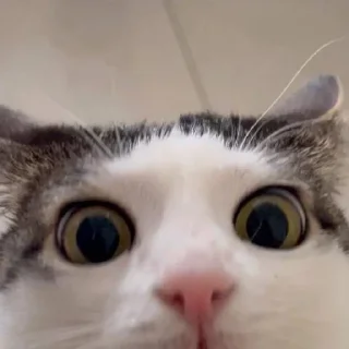 😯 emoji Oh my God, котямбры❤️ Telegram sticker 15 of 52