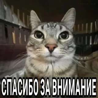 😊 emoji кот 🤫🧏 Telegram sticker 5 of 39