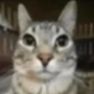 🌟 emoji Папка ивана шабалова @MefBed Telegram sticker 24 of 115