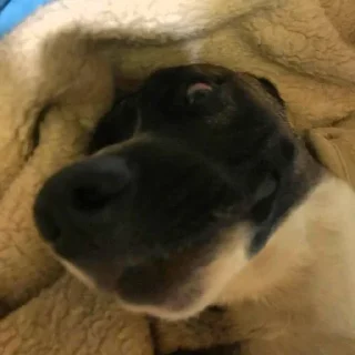 😀 emoji балбесы Telegram sticker 14 of 25