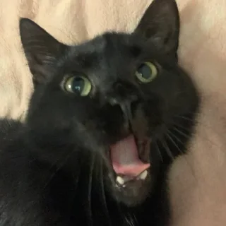🤪 emoji балбесы Telegram sticker 20 of 25