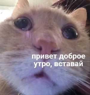 🌟 emoji Стикеры от Fish VPN Telegram sticker 5 of 94