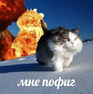 🌟 emoji коты и чучутб нет @poison_glrl Telegram sticker 13 of 50