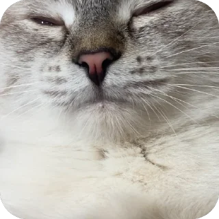 😖 emoji айла не в восторге Telegram sticker 19 of 57