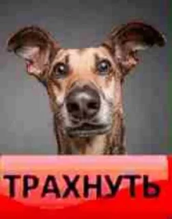 😳 emoji собака улыбака Telegram sticker 9 of 41