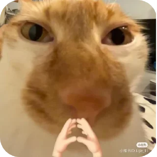 🐱 emoji говорящие meme's (и не только) Telegram sticker 6 of 61