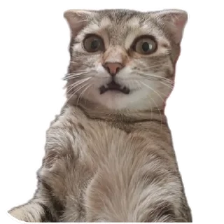 😐 emoji Runa 🐾 Telegram sticker 6 of 17