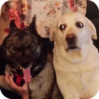🐶 emoji говорящие meme's (и не только) Telegram sticker 23 of 61