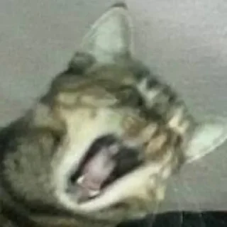 🐱 emoji Это же кошка Ириска Telegram sticker 23 of 28