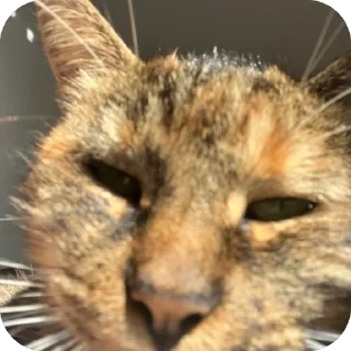 🫥 emoji Это же кошка Ириска Telegram sticker 7 of 28