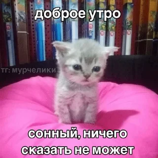 🌟 emoji котэк кнопка Telegram sticker 20 of 47