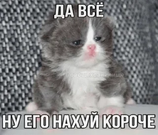 🌟 emoji котэк кнопка Telegram sticker 21 of 47