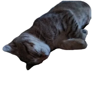 🐱 emoji Runa 🐾 Telegram sticker 12 of 17