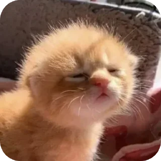 🤩 emoji Стикерпак котиков @mycozylittlecorner Telegram sticker 8 of 120