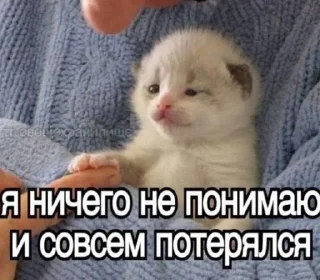 😭 emoji кошечки хорошие Telegram sticker 23 of 28