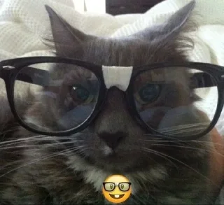 🤓 emoji Kittes Telegram sticker 24 of 120