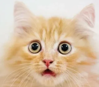 😨 emoji Kittes Telegram sticker 8 of 120