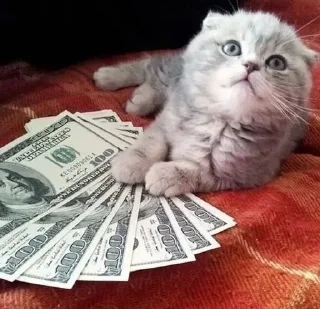 💵 emoji Kittes Telegram sticker 20 of 120