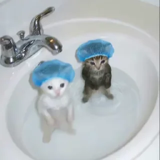 🚿 emoji Silly kittens Telegram sticker 5 of 23