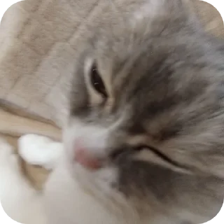 🐱 emoji Фроськаа Telegram sticker 14 of 18