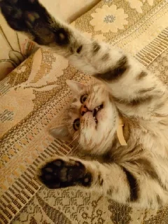 😬 emoji Котов Водителей пак Telegram sticker 24 of 120