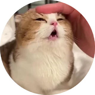 👍 emoji Kultkota Telegram sticker 23 of 52