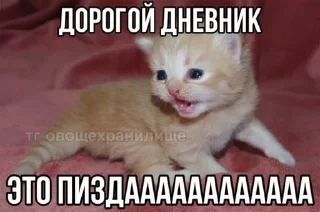 🌟 emoji Kotikeee Telegram sticker 8 of 60