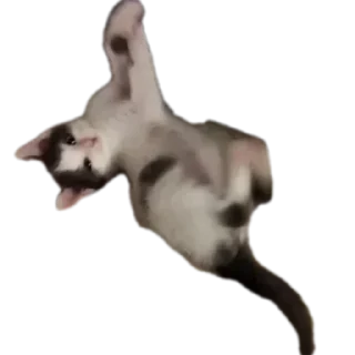 🐱 emoji Все с кусей @korolpupsikov Telegram sticker 24 of 45
