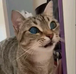🤨 emoji котики Telegram sticker 5 of 41
