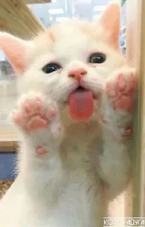 😋 emoji Котики Telegram sticker 14 of 63