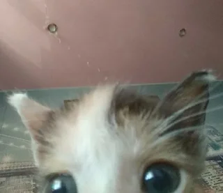 😶 emoji Котики под героином Telegram sticker 20 of 37