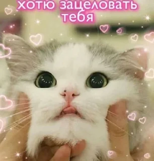 🌟 emoji Neko Telegram sticker 24 of 54