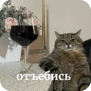 🐱 emoji котэкэ Telegram sticker 21 of 29