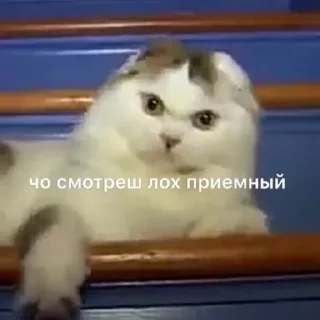 🤨 emoji Котеки @Xsmsxs Telegram sticker 12 of 37