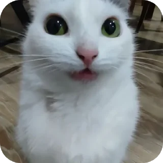 🐱 emoji котэкэ Telegram sticker 14 of 29