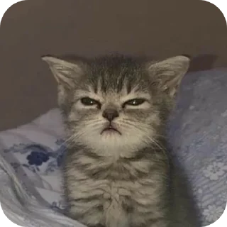 🐱 emoji котэкэ Telegram sticker 12 of 29
