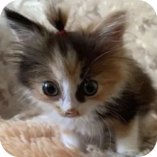 🐱 emoji котэкэ Telegram sticker 13 of 29