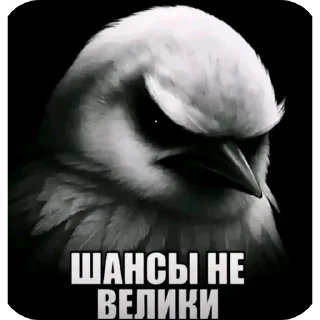 🖼 emoji Разноцветные птички с подозрением Telegram sticker 20 of 120