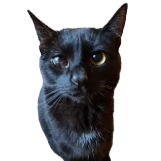Sticker from Сусик