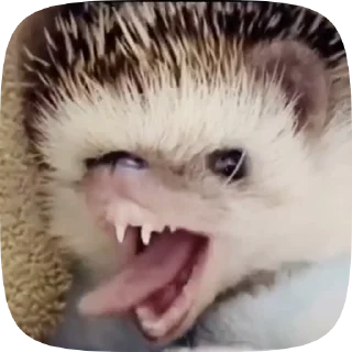 🦔 emoji ､｡･《 ежики 🦔 by @layylish •｡､ Telegram sticker 7 of 15