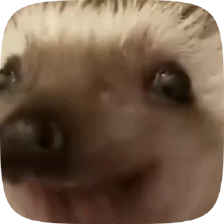 🦔 emoji ､｡･《 ежики 🦔 by @layylish •｡､ Telegram sticker 15 of 15