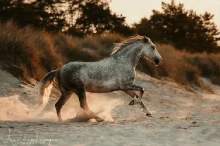 🌪 emoji t.me/Horse breeds/animals Telegram sticker 20 of 47