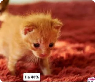 🐐 emoji Что на ужин Telegram sticker 23 of 86