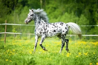 🍃 emoji t.me/Horse breeds/animals Telegram sticker 11 of 47